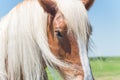 Beautiful eye of Holland Draft Horse close-up Royalty Free Stock Photo