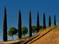 Beautiful eye-level shot of an alley of cypress trees in autumn under a blue sky in Tuscany, Italy
