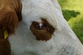 a beautiful eye of a white with brown spots cow resting on the green pasture in Birkach village (Germany) Royalty Free Stock Photo