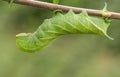 A beautiful Eyed Hawk-moth Caterpillar Smerinthus ocellata feeding on willow leaves.