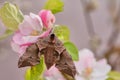 Beautiful eyed hawk moth, Smerinthus ocellatus, on apple blossom.