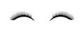 Beautiful eyelashes. Vector black lashes illustration isolated