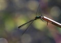 The beautiful eyes of a blue Damselfly.