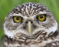 The Beautiful Eyes of a Burrowing Owl in Florida Royalty Free Stock Photo