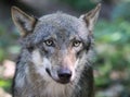 The beautiful eyes of a grey wolf