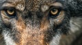 beautiful eyes of a wild wolf. Portrait from animal. Timber Wolf yellow eyes closeup. AI Generative Royalty Free Stock Photo