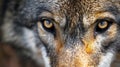 beautiful eyes of a wild wolf. Portrait from animal. Timber Wolf yellow eyes closeup. AI Generative Royalty Free Stock Photo