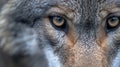 beautiful eyes of a wild wolf. Portrait from animal. Timber Wolf yellow eyes closeup. AI Generative Royalty Free Stock Photo