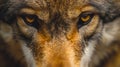 beautiful eyes of a wild wolf. Portrait from animal. Timber Wolf yellow eyes closeup. AI Generative Royalty Free Stock Photo