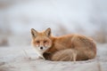 Beautiful Ezo red fox laying on the sand Royalty Free Stock Photo