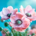 Beautiful fabulous pink poppies flowers close up. Pink poppies on blue background