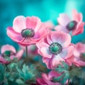 Beautiful fabulous pink poppies flowers close up. Pink poppies on blue background