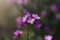 Beautiful fabulous purple flower background. Natural. Details of purple flowers macro photography. Macro view of abstract nature t