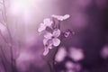 Beautiful fabulous purple flower background. Natural. Details of purple flowers macro photography Royalty Free Stock Photo