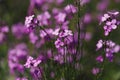 Beautiful fabulous purple flower background. Natural. Details of purple flowers macro photography. Macro view of abstract nature t