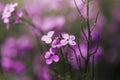Beautiful fabulous purple flower background. Natural. Details of purple flowers macro photography. Macro view of abstract nature t