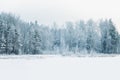 Beautiful fabulous snowy winter coniferous forest