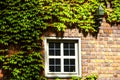 A white wooden window is set on a brick facade overgrown with ivy. Royalty Free Stock Photo
