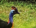 Face of the large, heaviest and flightless cassowary bird