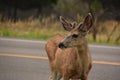 Beautiful Face of a Deer at Dusk by a Road Royalty Free Stock Photo