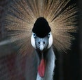 beautiful face The gray crowned crane Balearica regulorum Royalty Free Stock Photo