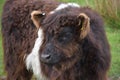 Beautiful Face of a Hairy Belted Galloway Calf