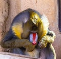 Zoo animals. Portrait of a Mandrill, Mandrillus Sphinx