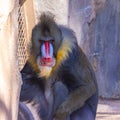 Zoo animals. Portrait of a Mandrill, Mandrillus Sphinx