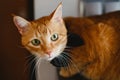 Beautiful face orange cat looking at camera