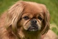 Beautiful Face of a Pekingese Puppy Dog Royalty Free Stock Photo