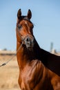 Beautiful face portrait of an arabian stallion