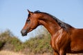 Beautiful face portrait of an arabian stallion Royalty Free Stock Photo