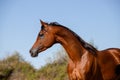 Beautiful face portrait of an arabian stallion Royalty Free Stock Photo