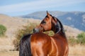 Beautiful face portrait of a bay arabian stallion Royalty Free Stock Photo