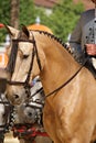 Buckskin horse with Doma Vaquera bridle Royalty Free Stock Photo