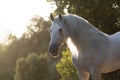 Beautiful face portrait of a spanish horse stallion Royalty Free Stock Photo