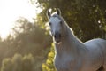 Beautiful face portrait of a spanish horse stallion Royalty Free Stock Photo