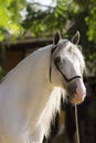 Face portrait of a spanish horse before a competition in Jerez