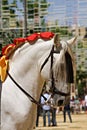 Beautiful face portrait of a white spanish horse stallion