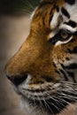 beautiful face of a tiger close-up in profile Royalty Free Stock Photo