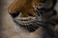 beautiful face of a tiger close-up in profile Royalty Free Stock Photo