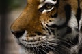 beautiful face of a tiger close-up in profile Royalty Free Stock Photo