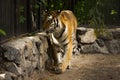 beautiful face of a tiger close-up in profile Royalty Free Stock Photo