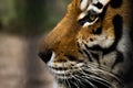 beautiful face of a tiger close-up in profile Royalty Free Stock Photo