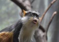 Beautiful Face of a Wolf`s Mona Monkey Sitting Down Royalty Free Stock Photo