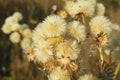 Faded plant in the garden, closeup Royalty Free Stock Photo