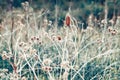 Beautiful fairy dreamy magic burdock thorns, toned with instagram vsco filter in retro vintage color pastel washed out style