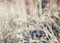 Beautiful fairy dreamy magic burdock thorns, toned with instagram vsco filter in retro vintage color pastel washed out style