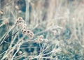 Beautiful fairy dreamy magic burdock thorns, toned with instagram vsco filter in retro vintage color pastel washed out style