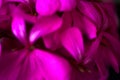 Beautiful fairy dreamy magic pink purple flowers on faded blurry background Royalty Free Stock Photo